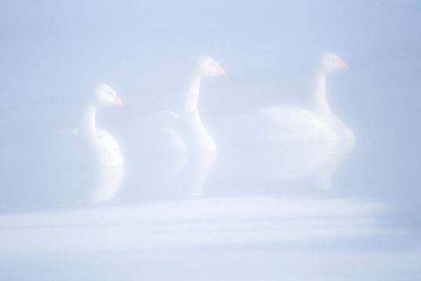 Goff, Ellen 아티스트의 Japan-Hokkaido Three whooper swans float in the mist작품입니다.
